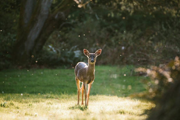 istock Lone Juvenile Deer in Golden Sunlight 1219266396