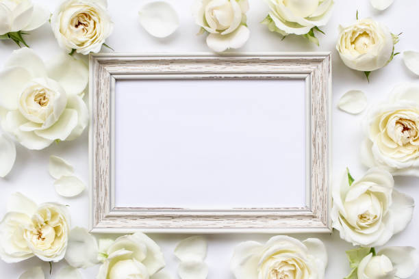 White rose frame Flower, rose, white, frame, invitation flower part photos stock pictures, royalty-free photos & images