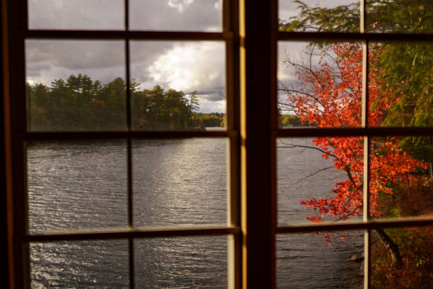 istock Brilliant Autumn Maple Tree Leaves 1219268023