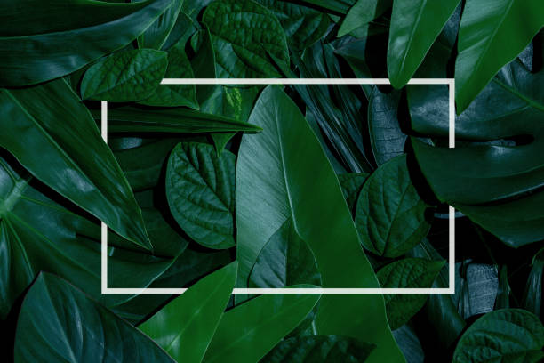 istock green leaves for background and wallpaper 1219268887