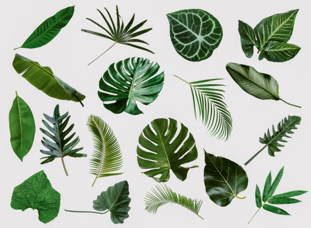 istock green leaves for background and wallpaper 1219268888