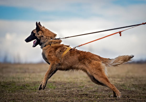 istock Portrait of belgian shepherd malinois in protection training 1219270710