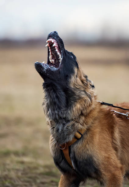 Portrait of a barking Belgian Shepherd Dog Malinois stock photo