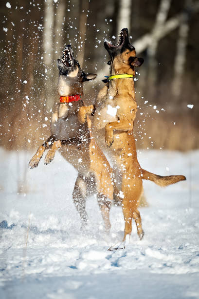 istock Two belgian shepherds malinois jumping for snow 1219271267
