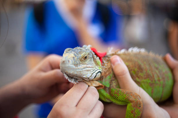 istock Chameleon in the arms. 1219271385
