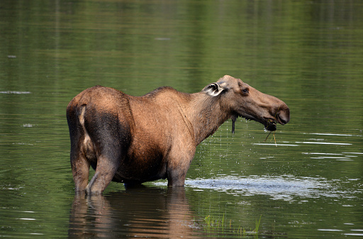Cow moose feeding on weeds in a shallow pond, Chena River Valley, Central Alaska.