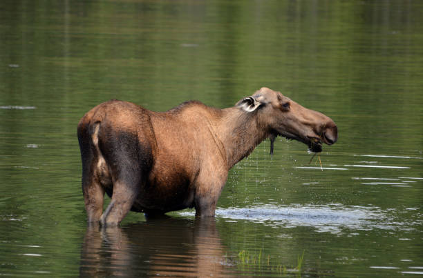 Cow moose in a pond, Alaska, USA Cow moose feeding on weeds in a shallow pond, Chena River Valley, Central Alaska. cow moose stock pictures, royalty-free photos & images