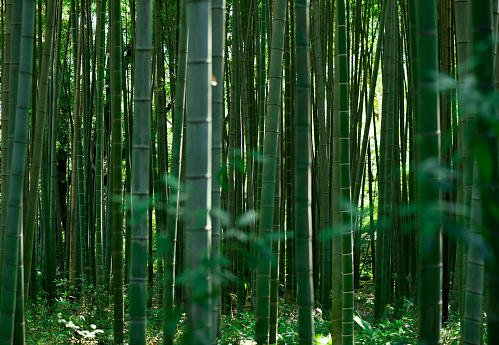 Tall bamboo trees with sunlight at the background at Arashiyama, one of the most famous tourist place in Kyoto, Japan.