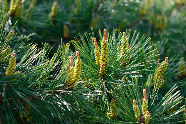 istock Extreme close-up of Pine tree in springtime 1219272179