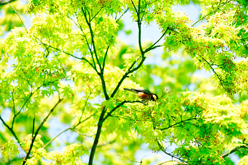 Fresh green leaves and cute little bird with copy space.