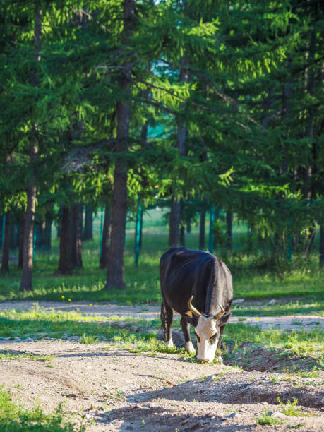 Livestock grazing in Gorkhi-Terelj National Park, Mongolia