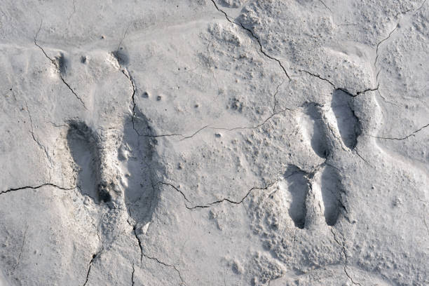 istock Moose tracks in a mud, Alaska 1219272238