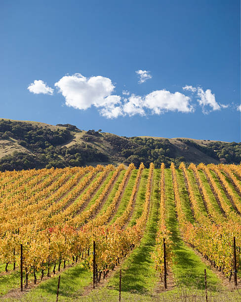 vino country - vineyard napa valley sonoma county california foto e immagini stock