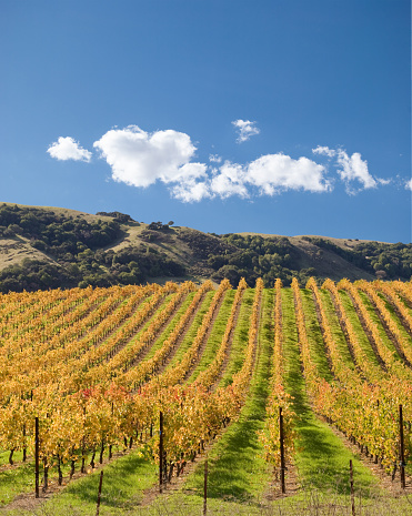 Sonoma Valley Under Bright Sun