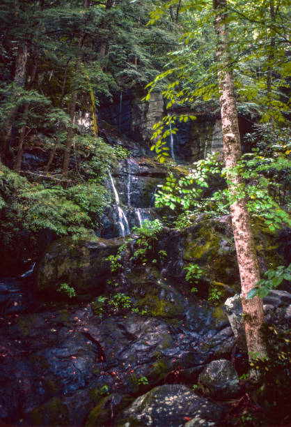 istock Great Smoky Mountains NP- Forest Waterfall - 1976 1219272926