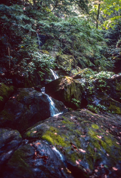 istock Great Smoky Mountains NP - Forest Cascade - 1976 1219272977