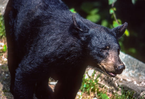 Great Smoky Mountains NP - Black Bear - 1976