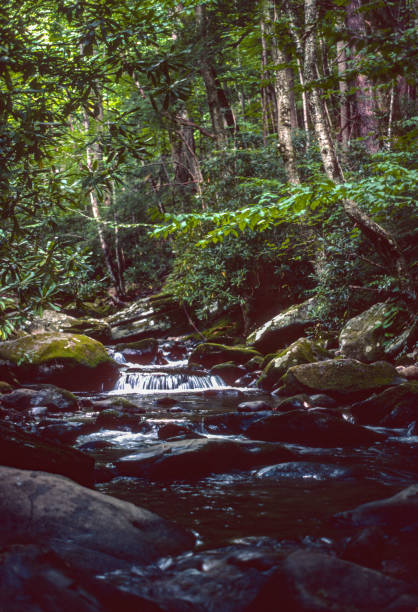 Great Smoky Mountains NP - Mountain Stream - 1976