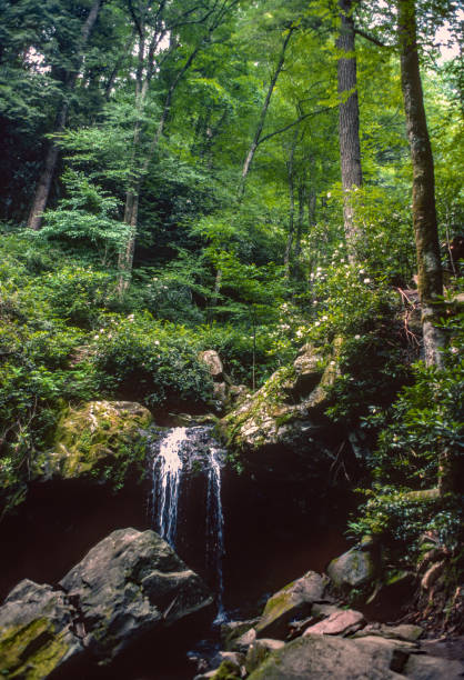 istock Great Smoky Mountains NP - Small Waterfall - 1976 1219273726