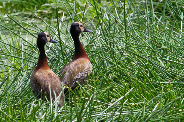 белолицая утка - white faced whistling duck стоковые фото и изображения