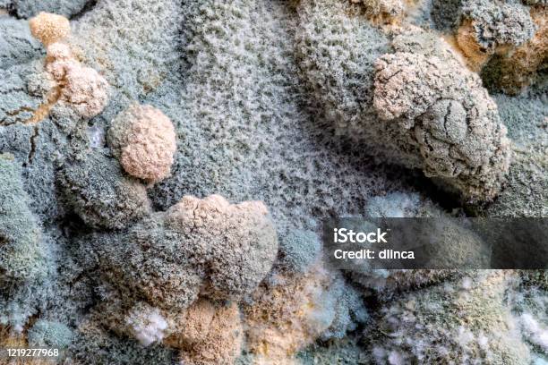 Mold Close Up Fuzzy Stock Photo - Download Image Now - Allergy, Magnification, Aging Process
