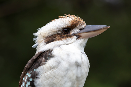 Kookaburras are terrestrial tree kingfishers native to Australia and New Guinea.  They have a loud distinctive call that has become synonomous with Australia.