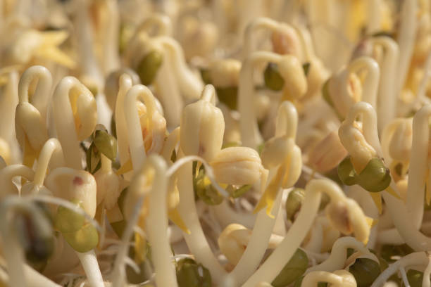 istock Grow bean sprouts, eat by yourself, save and get delicious. 1219278810