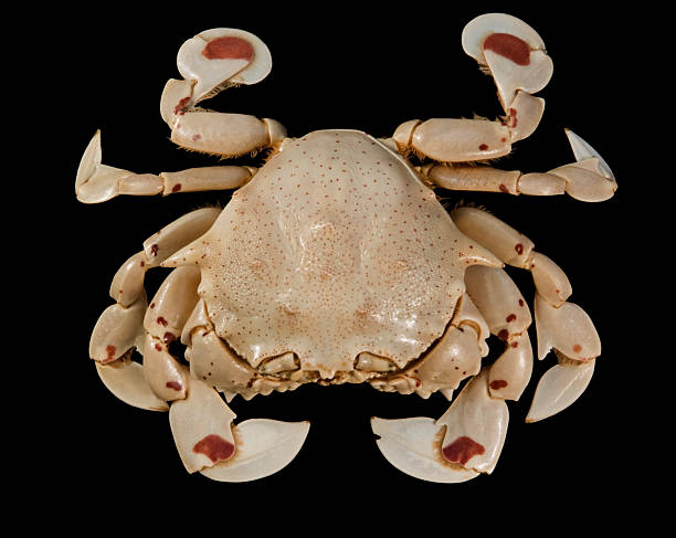 istock upside of a moon crab 121928074