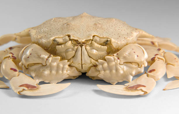 istock frontal shot of a moon crab 121928093