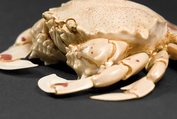 istock detail of a moon crab 121928120