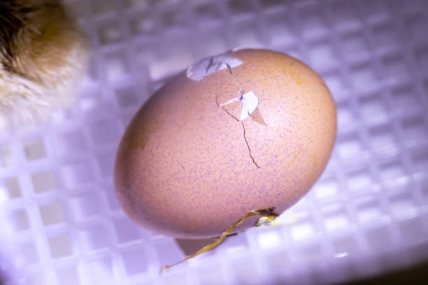 A captivating close-up reveals the intricate details and textures of farm-fresh eggs, highlighting their natural beauty.