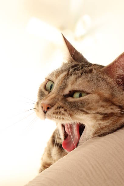 istock A cat with a big mouth open. 1219281619