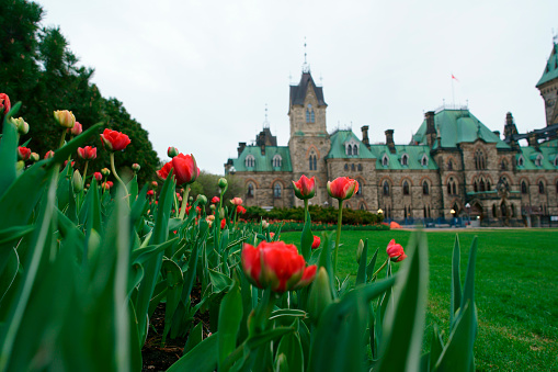 Ottawa tulips