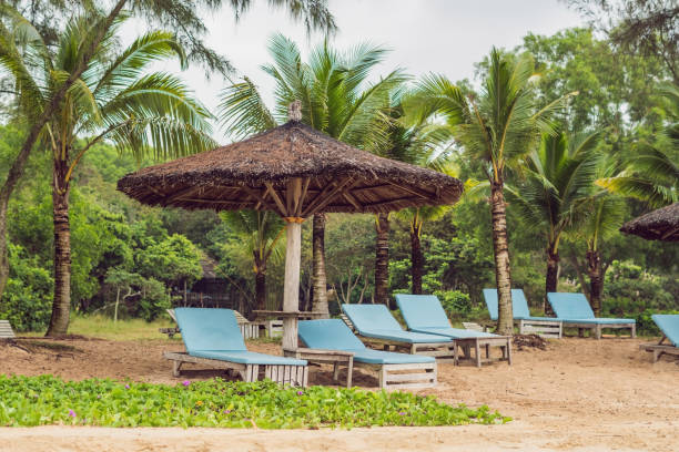 camas solares e guarda-chuvas para turistas - beach palm tree island deck chair - fotografias e filmes do acervo