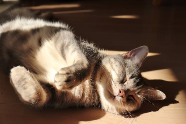 istock A cute cat that sleeps deeply in the sunshine. 1219286762