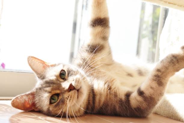 istock Cat looking at camera, raising hands under the sunshine. 1219287580
