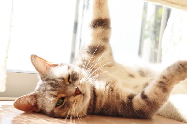 istock A cute winking cat in the sunshine. 1219287595