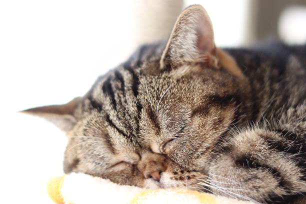 istock A cute sleeping cat under the sunshine. 1219287606