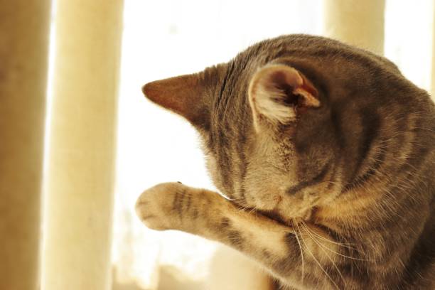 申し訳ありませんが、泣いているジェスチャー猫。