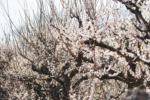 Blooming peach trees.