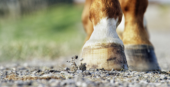 Toma de cerca de los cascos de un caballo marrón y blanco caminando por un camino de grava en un día soleado photo