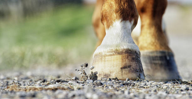 Photo of Close-Up Shot of a Brown and White Horse's Hooves Walking Down a Gravel Road on a Sunny Day