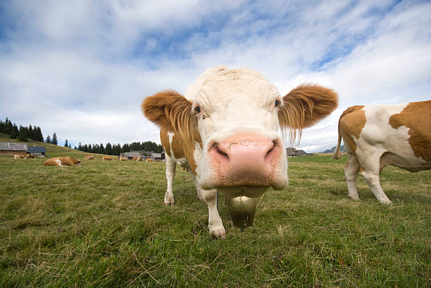 istock cow portrait on the alpine pasture with wide angle 121929203