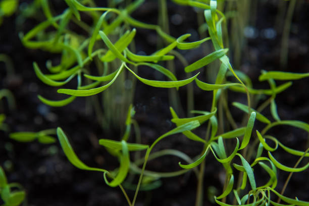 istock Sprouts of young dill in box on balcony 1219292102