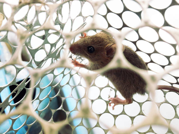 istock Rat in cage mousetrap on white background 1219292760