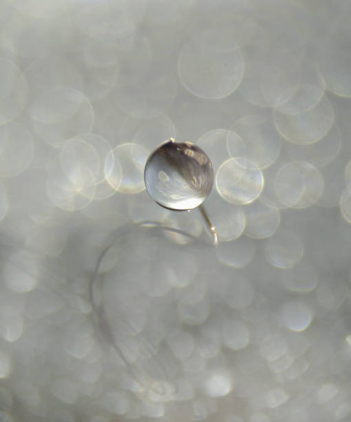 ダンスワイヤーのフォーカスドロップ - dandelion nature water drop ストックフォトと画像