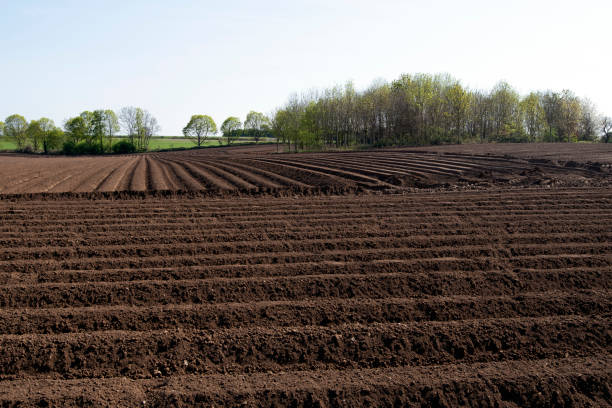 istock Ploughed potatoe planting in Cusworth, April 2020. 1219293633