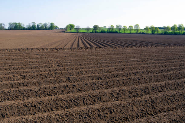 istock Ploughed potatoe planting in Cusworth 2, April 2020. 1219293638