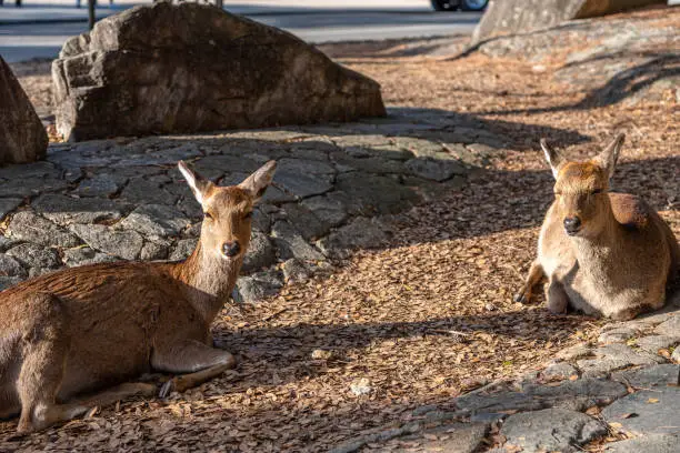 Photo of Close-up Deer relax in sunshine in the Miyajima