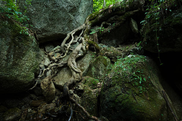 Hanging tree roots not covered by  soil